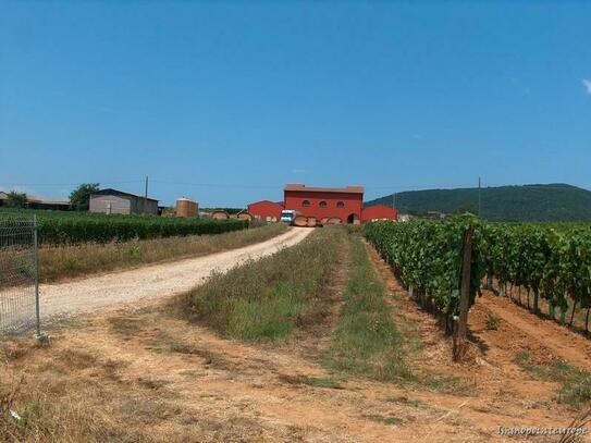 Weingut in der Toscana bei Orbetello