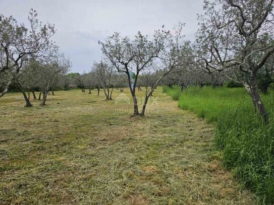 ISTRIEN, FAŽANA - Wunderschöner Olivenhain mit istrischem Kažun 3.170 m2