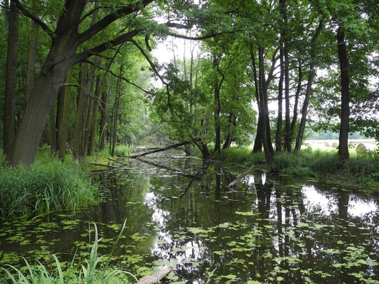 214.230 Quadratmeter Waldgrundstück und Gewässer bei Leipzig - 1,40 € /qm - Wald - Forst