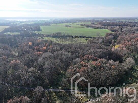 Naturbelassener Laubmischwald (ca. 2 ha) bei Fahrland - 50% - Anteil