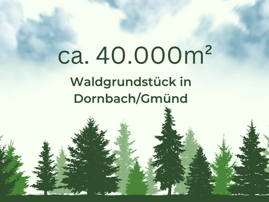 4ha Waldfläche in Dornbach im Maltatal direkt an einem Bachlauf