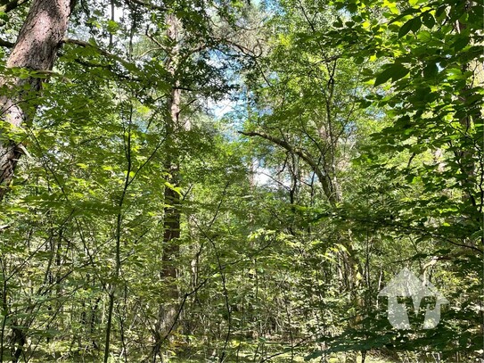 Investieren Sie in die Natur - Waldfläche zum Verkauf!