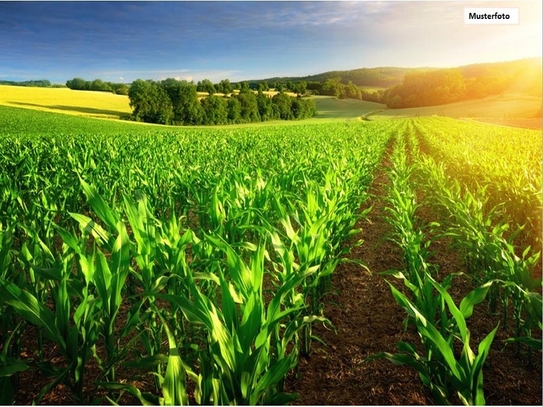 Land- / Forstwirtschaft in 55457 Gensingen, Auf dem Kirschberg