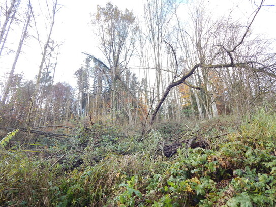 Waldgrundstück mit ca. 7.408 m² in 83454 Anger - Ortsteil Vachenlueg - Verkauf gegen Höchstgebot