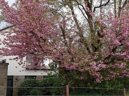 PREISSENKUNG !Naturnahes Einfamilienhaus mit separater Einliegerwohnung