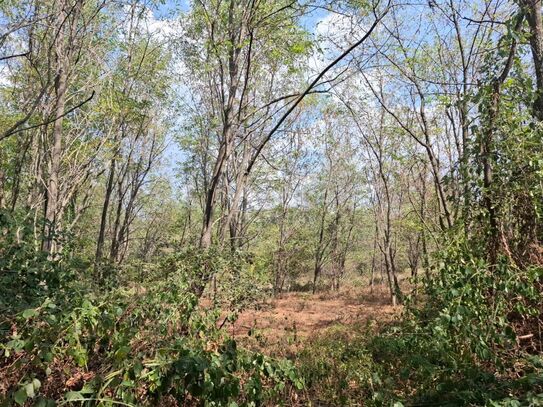 ISTRIEN, KAŠTELIR – Ein weitläufiger Wald in der Nähe des Dorfes