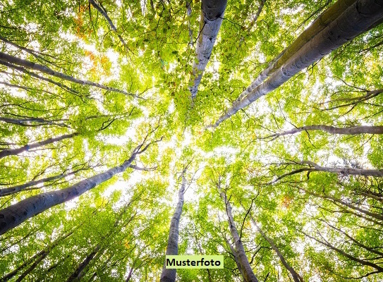 Forstwirtschafts- und Waldfläche