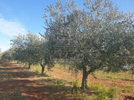 Landwirtschaftliche Flächen in Novigrad