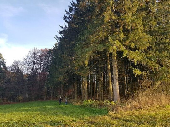 Wald mit kleinem Wiesen und Ackergrundstück