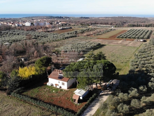 Haus umgeben von Olivenbäumen in der Nähe von Novigrad