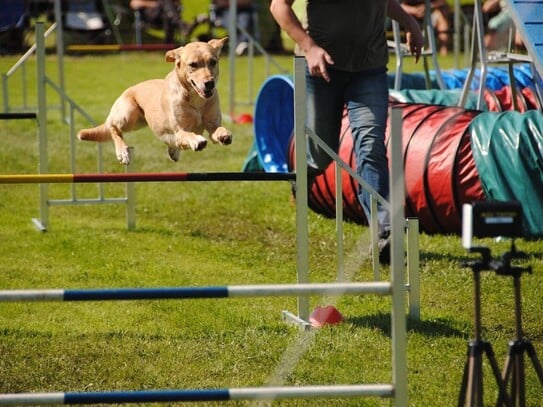 Hundeplatz, Sportplatz, Fußballplatz zu mieten