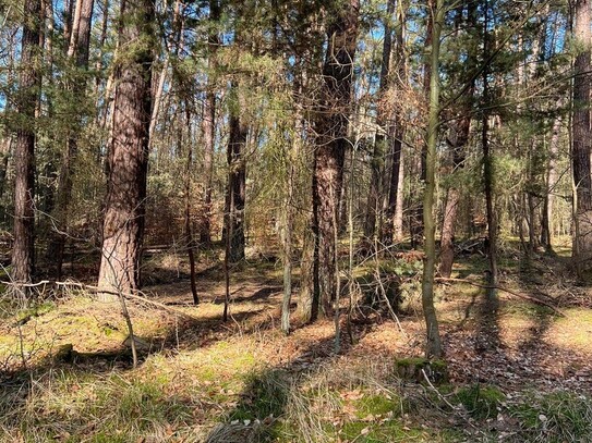 Grundstück Ackerland Wald Grünland Wiese Ausgleichsfläche Brennholz