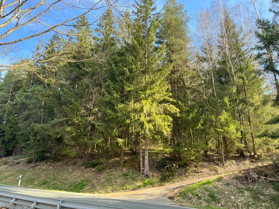 Waldgrundstück bei Lenau zu verkaufen