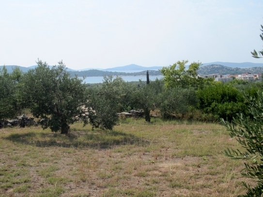 Oliwenhein mit Blick zum Meer, Vodice, 2.200m2