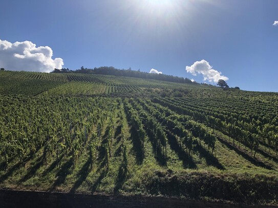 Leben im Rebland mit Blick ins Rheintal