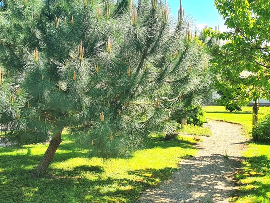 Bauplatz in Ortsrandlage – Weinberge, Wiesen und Felder!