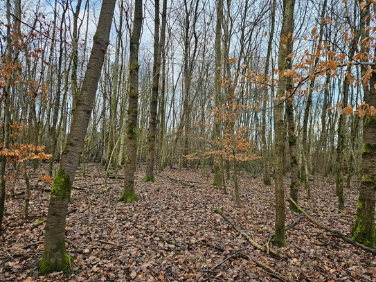 Großes Land zum kleinen Preis