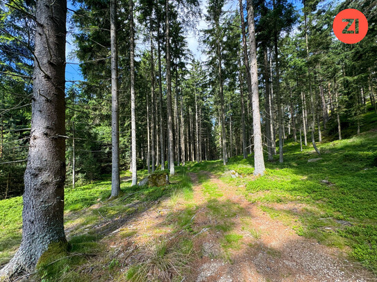 3 ha Waldfläche im Bezirk Freistadt!