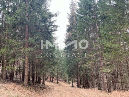 Waldstück im Voralpenland Bezirk Scheibbs