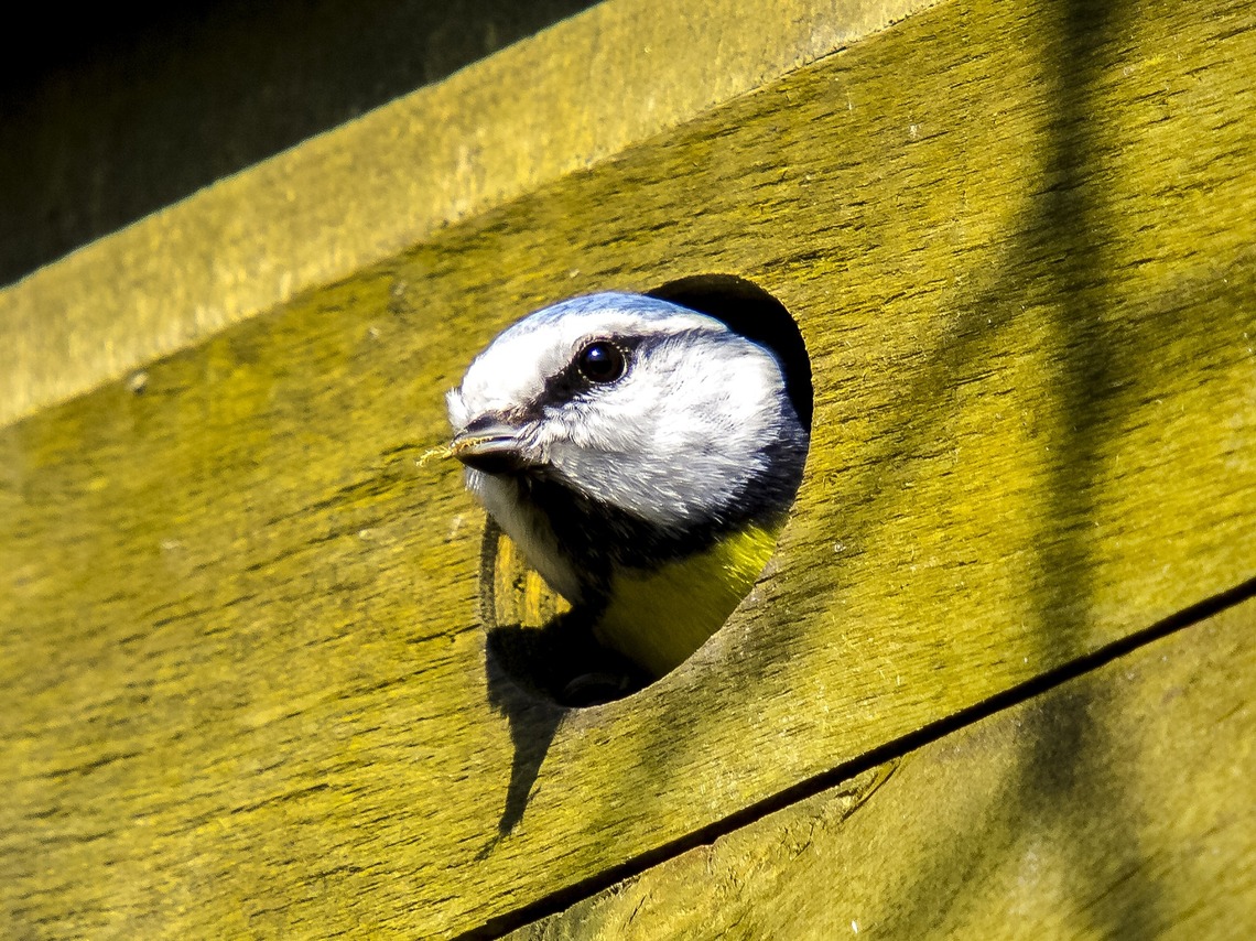 Vogel schaut aus einem kleinen Loch aus einem Vogelhäuschen.