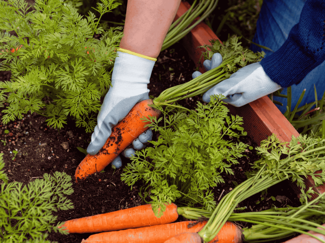 Selbst gezogen schmecken Karotten natürlich besonders gut