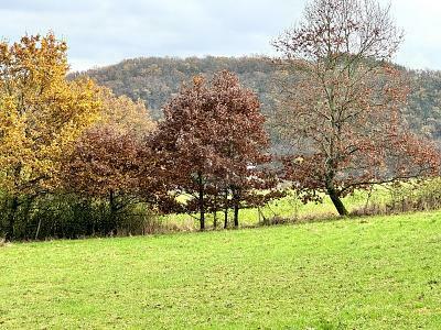 IHRE ZUKUNFT LIEGT AN DEN WEINBERGEN