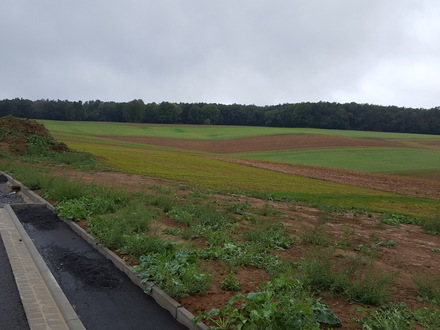 Traumbauplatz in Mechenhard mit 990qm