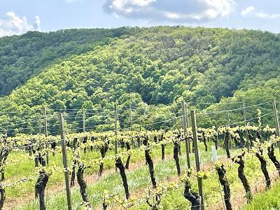 DIE ZUKUNFT LIEGT IN DEN WEINBERGEN