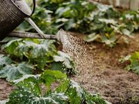 Automatische Bewässerungssysteme für den Garten