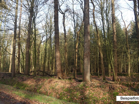 Wald-, Acker- und Grünlandflächen in Teilflächen zu verkaufen!