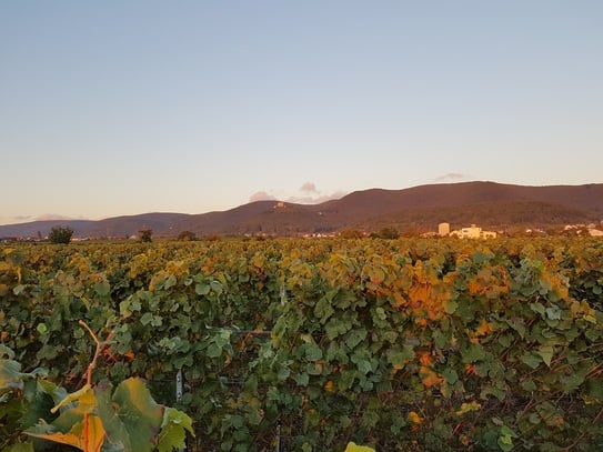 Weinberg in Hambach bei Neustadt