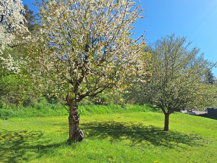 Sonniges Baugrundstück in Coburg/Creidlitz