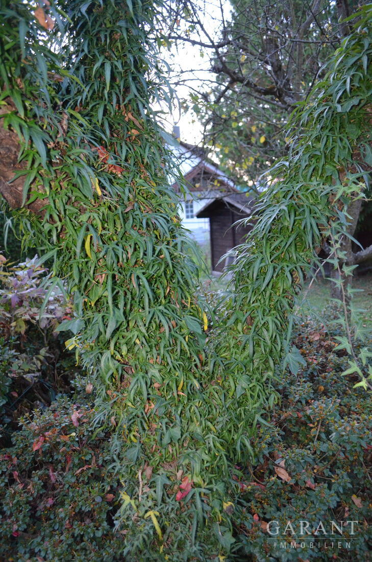 Freistehend und mit großem Garten – 71522 Backnang, 71522 Backnang – Vorschaubild 4