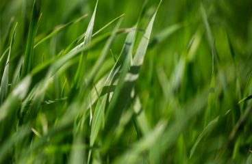 10 Tipps für einen grünen Rasen: Vom Vertikutieren bis zum richtigen Schnitt