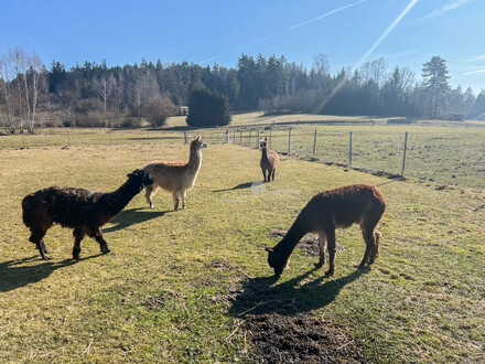 Charmanter Bio-Bauernhof im Waldviertel