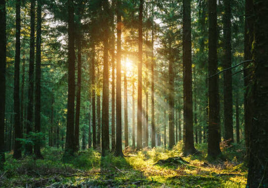 4 große Waldstücke