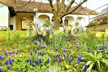 Wiese mit Blumen im Garten