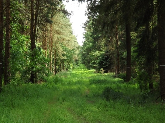 1,92 ha Forstflächen in der Gemarkung Wildeshausen