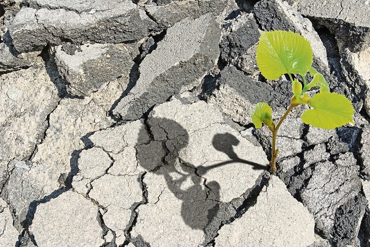 Wird Beton lebendig?