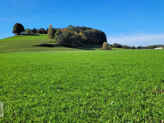 739 m² Baugrund + 100m² Grünland in Bergheim, sonnige und ruhige Dorflage