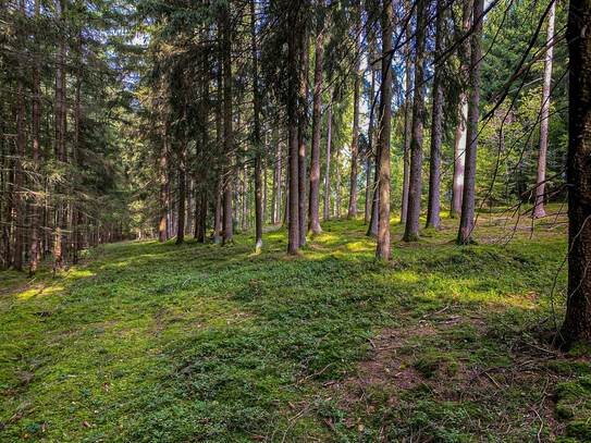 Griesbach – Gemeinde Reisbach: Schmidlkofener Holz, Waldfläche