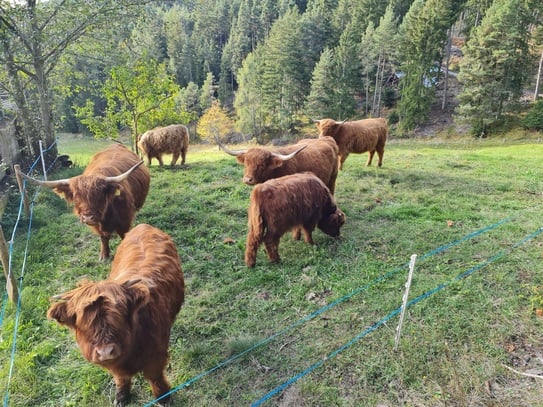 Südtirol - Bauernhof