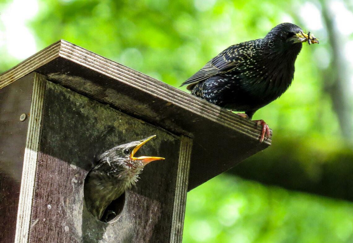 Vogelhäuschen im Garten, mit Bewohnern und ihrer Beute.