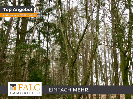 Wald Schonach Viertelberg für Naturliebhaber