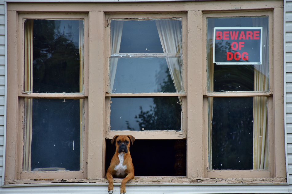 Hund schaut aus einem Fenster raus 