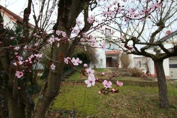 DER FRÜHLING RUFT ...