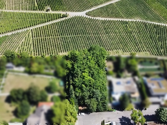 Idyllisches Baugrundstück unterhalb der Weinberge