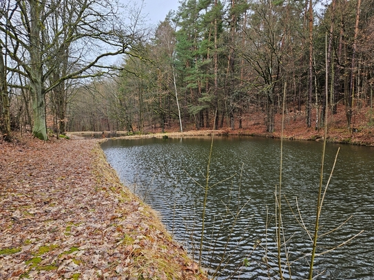 Idyllisch gelegenes Wald- und Teichgrundstück bei Leuchtenberg zu verkaufen