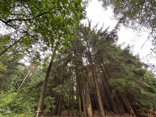 Wald in Bad Kötzting zu verkaufen