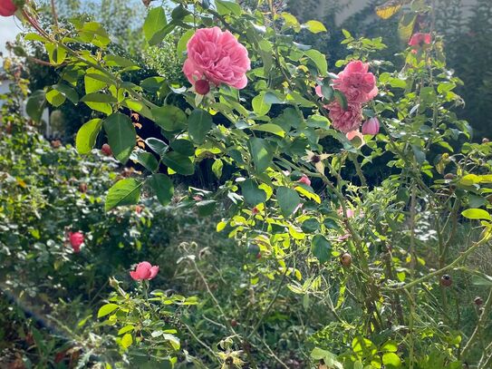 Ihr Projekt mit Zukunft - Haus mit Garten sucht kreativen Handwerker